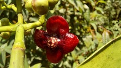 Clusiaceae