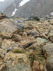 Deschampsia antarctica