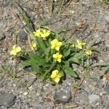 Viola nuttallii