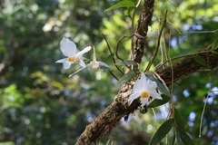 Dendrobium infundibulum