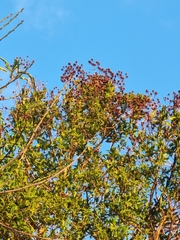 Hypericum canariense