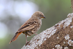 Histurgops ruficauda