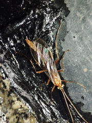 Ophion obscuratus