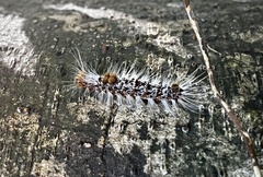 Euproctis rufopunctata