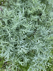 Artemisia arborescens