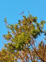 Hypericum canariense