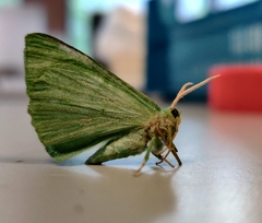 Geometra papilionaria