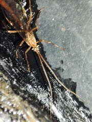 Ophion obscuratus