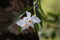 Dendrobium infundibulum