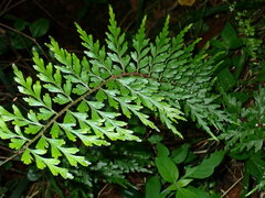 Asplenium aethiopicum