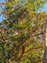 Hypericum canariense