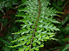 Asplenium aethiopicum