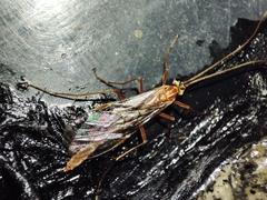 Ophion obscuratus
