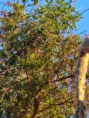 Hypericum canariense