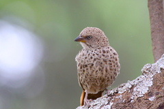 Histurgops ruficauda