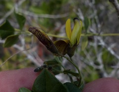 Rhynchosia caribaea