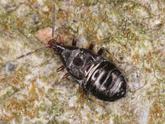 Anthocoridae