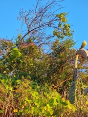 Hypericum canariense