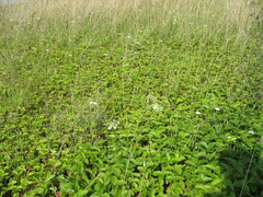 Fragaria viridis