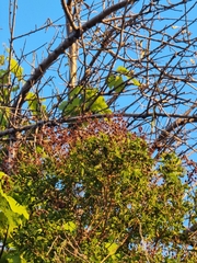 Hypericum canariense