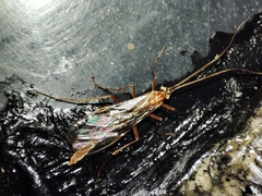 Ophion obscuratus