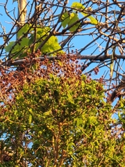 Hypericum canariense