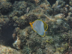 Chaetodon xanthocephalus