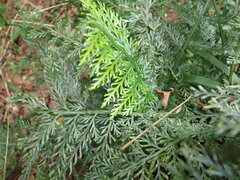 Asplenium rutifolium