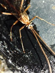 Ophion obscuratus