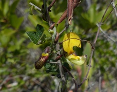 Rhynchosia caribaea