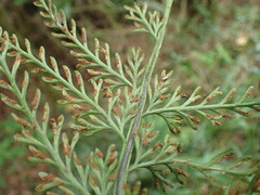 Asplenium rutifolium