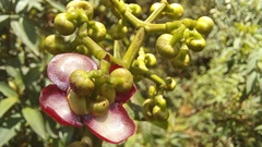 Clusiaceae