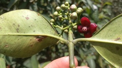 Clusiaceae