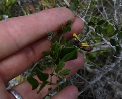 Rhynchosia caribaea