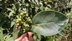 Clusiaceae