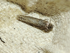 Blastobasis maroccanella
