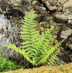 Dryopteris affinis