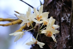 Dendrobium heterocarpum