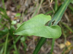 Dioscorea mundii