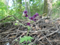 Geranium phaeum
