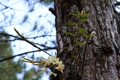 Dendrobium heterocarpum