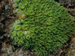 Galaxea fascicularis