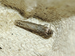 Blastobasis maroccanella