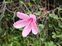 Hibiscus pedunculatus
