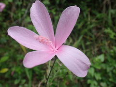 Hibiscus pedunculatus