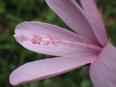 Hibiscus pedunculatus