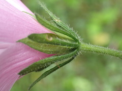 Hibiscus pedunculatus
