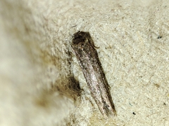Blastobasis maroccanella