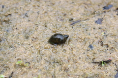Lymnaeidae