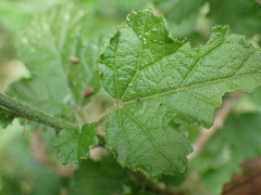 Hibiscus pedunculatus